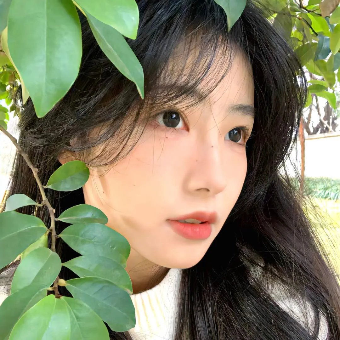 雏菊